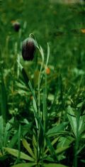 Fritillaria burnatii